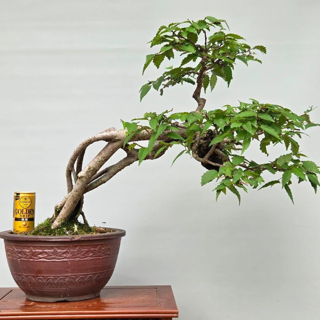 ケヤキ 根上がり半懸崖 大盆栽 黒松 半懸崖 松柏盆栽 黒松（クロマツ